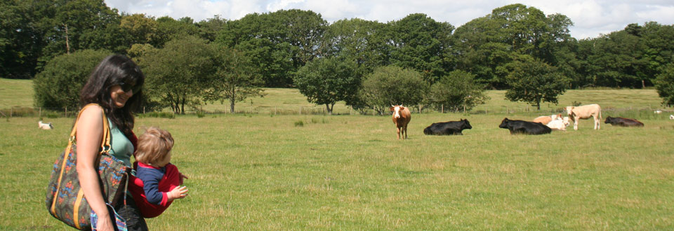 Cows in parkland at Plas Farm in South Wales