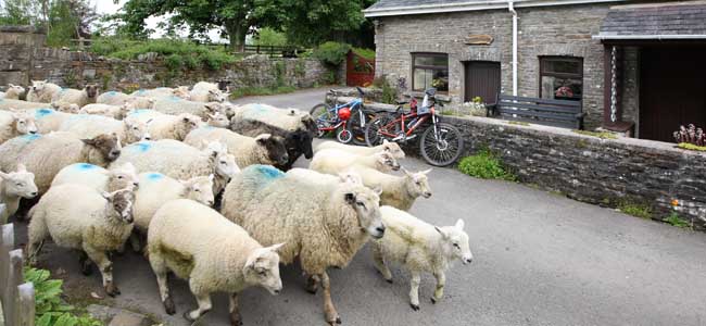Flock of sheep passing Bwthyn y Saer Flock of sheep passing Bwthyn y Saer