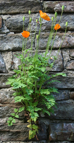 welsh-poppies