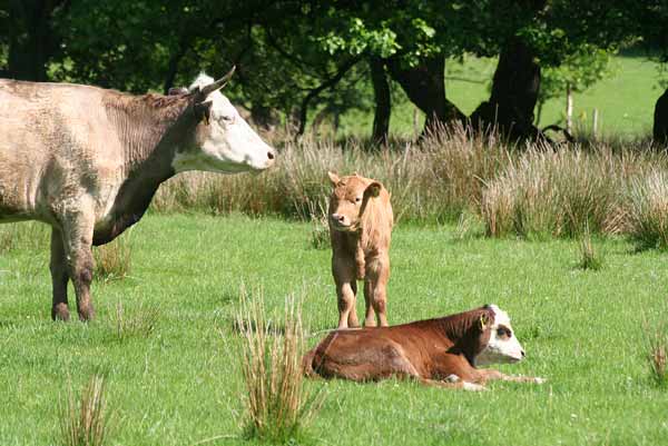 Beef cattle grazing at Plas Farm in South Wales