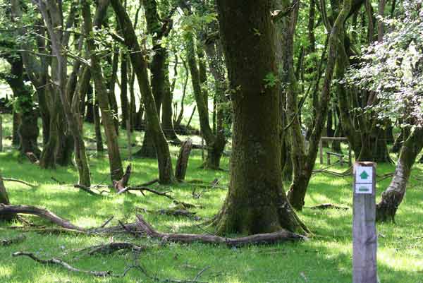 Sheep Grazed Woodland