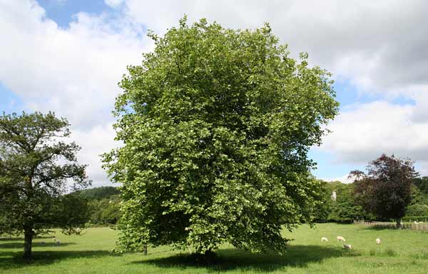 Parkland Trees at Plas Farm