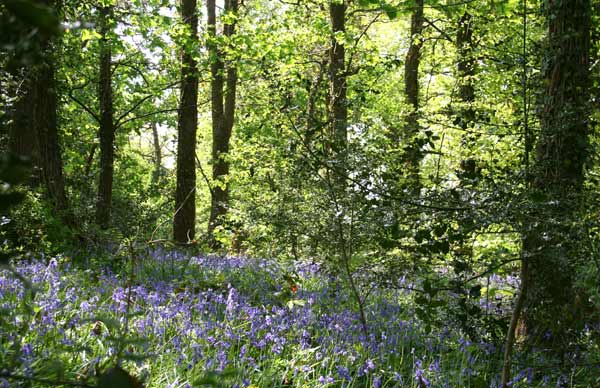 Bluebell Woodland