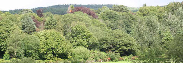 estate woodland
