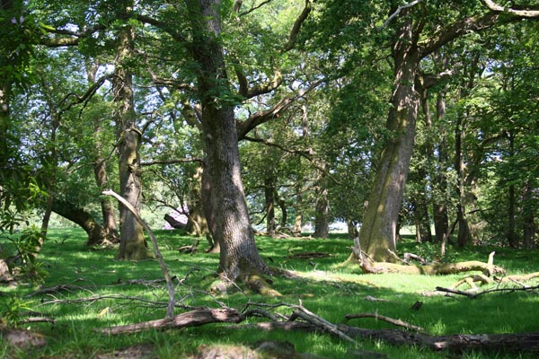 grazed oak woodland