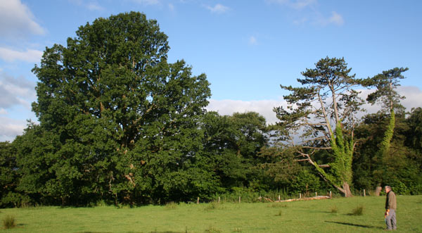 lucombe oak